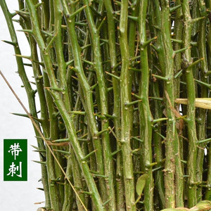 绿篱笆围墙植物带刺院子山东枸n橘苗枳壳苗嫁接砧木橘子枳壳树苗