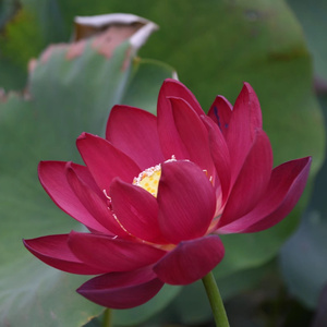 【碗莲北京红】碗莲北京红品牌,价格 - 阿里巴巴