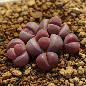 22红大内 生石花 一物一拍 1i.5-2年 紫红色精美 多肉石头屁股a.