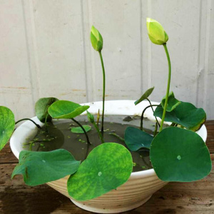 2222小n碧玉碗莲苗种藕盆栽荷花苗睡莲根茎阳台室内庭院鲜花卉绿