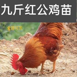 山东九斤红公鸡苗图片
