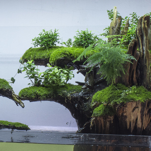 造雨林景缸缸假山成品龟植物套餐水草生态缸微水陆缸鱼缸水族景.