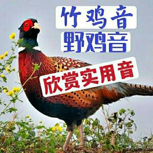 高清竹鸡音卡内存卡野七彩鸡叫声内存卡实用竹野山林鸡声音卡tf