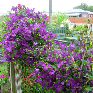 波兰精神铁线莲