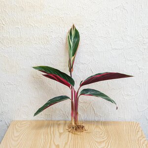 火凤凰水培养植物室内绿植富贵竹花水养好养活的盆栽耐活