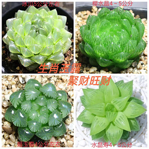 玉露多肉植物盆栽十二生肖玉露组合姬玉露草玉露黄金玉露室内养植