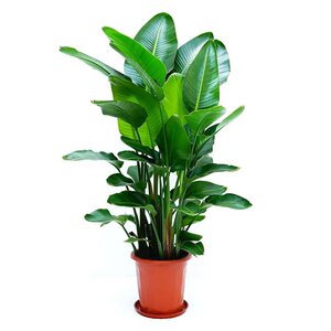 家居盆栽植物室内真花客厅