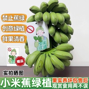 整串水培香蕉禁止蕉绿办公室拒绝焦虑桌面芭蕉静止蕉绿可食用香蕉