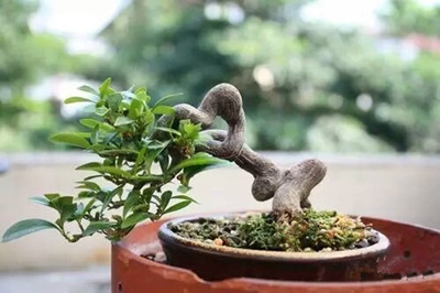 新品种金豆子小品微型盆景掌上y小品室内桌面盆景小金丹子当年结