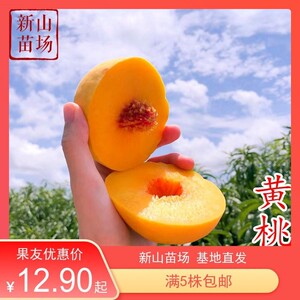 900人付款淘宝桃树苗苗北方南方苗树冬果苗桃树盆栽黄桃成品嫁接新