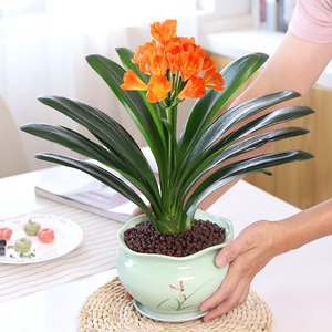 君子兰盆栽开花好养室内花卉盆景客厅四季植物绿植兰花苗办公送礼