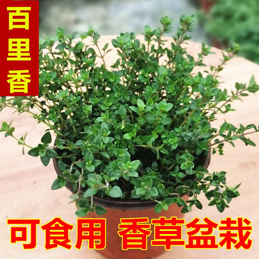 新品芸芸花卉食用芳香植物香草盆栽百里香盆栽厨房香料盆栽