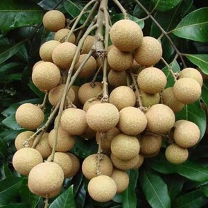 92金展花卉店淘宝龙眼苗树高压石峡龙眼树苖桂圆苗四季龙眼果树苗