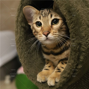 成都/实体上门/豹猫 幼仔 纯种孟加拉豹猫黄金豹猫小猫宠物猫活猫