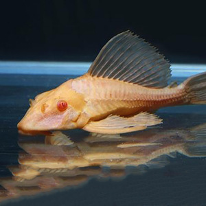 女皇清道夫鱼女王豹纹夫鱼缸清洁工具鱼清理垃圾吃屎鱼淡水观赏