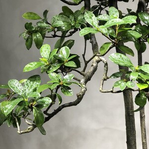 迎春花盆景文人迎春老桩山采迎春盆栽文人桩小叶迎春老桩熟桩高端