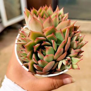 【】宝莲灯群生玫瑰船长新品b杂交多肉植物大棚露养萌肉