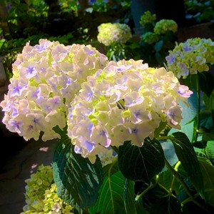 屿植种业 旋律细高跟大花绣球进口庭院阳台盆栽耐寒易养花卉