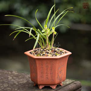 应小青六方宫灯紫砂花盆兰花罗汉松杜鹃君子兰雀梅松柏专用盆