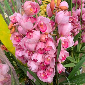 超香 福娘 兰花 花苞 花剑 四季开 蕙兰 墨兰 剑兰 香兰