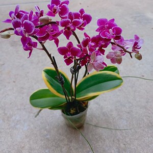原盆发货 金边蝴蝶兰 蔓越莓 带花 室内阳台客厅精品好花清仓