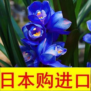 日本兰花【蓝精灵】开花浓香型室内好看盆景绿植花卉包邮