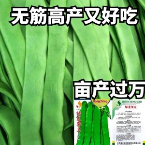 高产宽扁芸豆种子三扁二扁青架豆四季豆种籽无筋春秋蔬菜豆子种孑