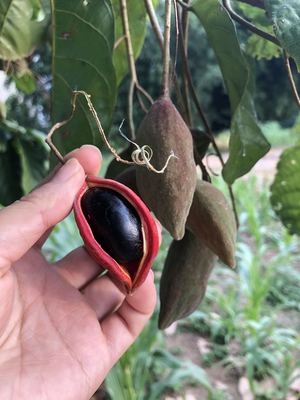 果婆富h1婆频贵果果苹果层鲜凤皮红婆眼新皮子萍斤九i