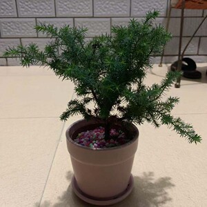 凤尾雪松盆栽绿植好养活室内四季常青办公室植物净化空气松树盆景