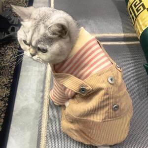 小猫咪宠物虎斑