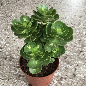 新款多肉植物金钱木自然锦室内防辐射吸甲醛美观易养绿植盆栽.