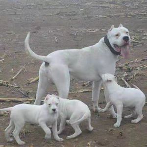 纯种杜高犬杜高幼犬阿根廷杜高犬野猪克星大型猛犬狩猎犬