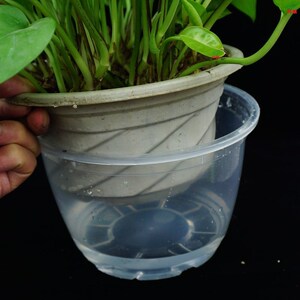 塑料透明花盆蓄水盆绿萝