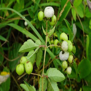 野生白蔹种子根苗东北中草药山地瓜苗南北方庭院美观盆栽四季易活