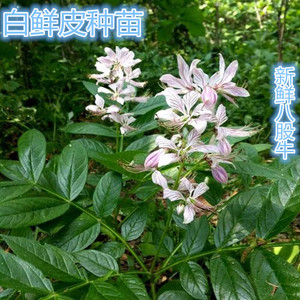 白鲜皮种子种苗东北中草药鲜活植物八股牛根苗盆栽地栽四季易活苗