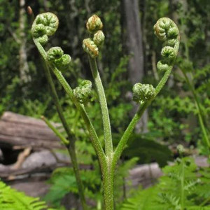 东北猫爪子种子山野菜唐松草种苗家庭园艺盆栽花卉南北方四季易活