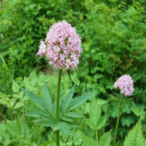 中草药缬草种子满山香野生植物种苗盆栽地栽庭院观赏花卉易活耐寒