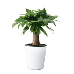 发财树盆栽金钱树家庭