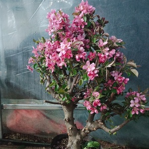 海棠花树苗盆栽四季开花结果北美绚丽冬红果一物一拍老桩盆景花苗0人