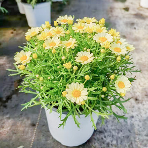 草花趣味玛格丽特庭院阳台装饰小蹴鞠盆a栽多年生花苗糖果粉色