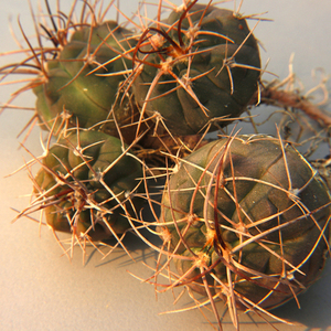 【摩天龙仙人球】摩天龙仙人球品牌,价格 - 阿里巴巴