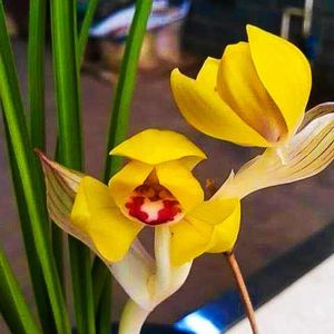 春兰黄金大富贵兰花盆栽植物名贵兰草花大众国兰场兰花苗带花苞