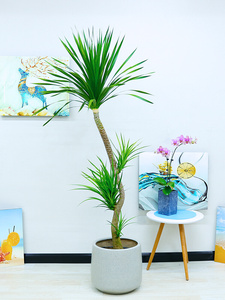 黑珍珠龙须树龙血树室内客厅观叶大型盆栽网红绿植物盆景北京送货