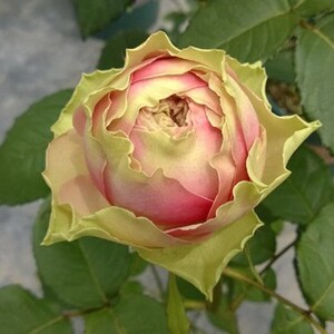 庭院植物新品欧月 火龙果 月季切花包直立性好月季阳台盆栽