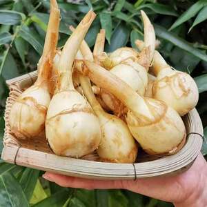 新款现挖新鲜白茨菇1-10斤装包邮农家自种蔬菜慈姑白马蹄粉糯茨菰