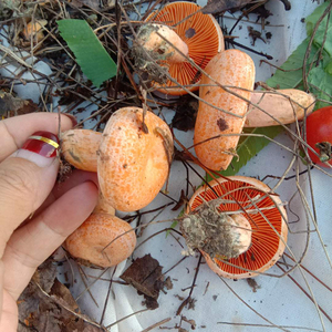 枞树菌新鲜野生