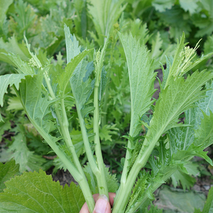 贵州新鲜青菜苔蔬菜冲菜辣菜苦芥菜1/3/5斤可选包邮现摘现发