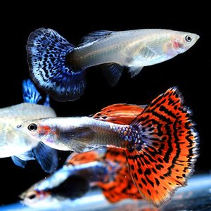 尾[翼大耳朵大耳蝶宠物观赏鱼鱼凤孔雀鱼泰国活体热a带精品]