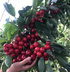 南方大樱桃树苖黑珍珠车厘子苖云南四川贵州种植盆栽当年结果