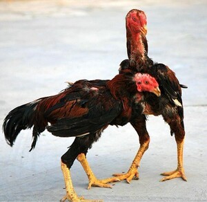 斗鸡驯养技术资料/训练饲养繁育教程材/疾病防治培训大全(4书)